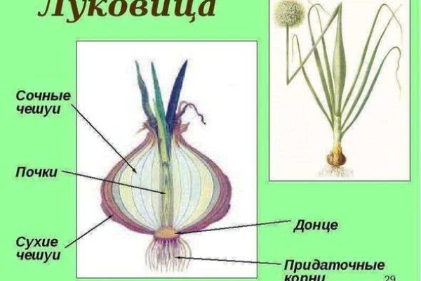 Гидра и кракен